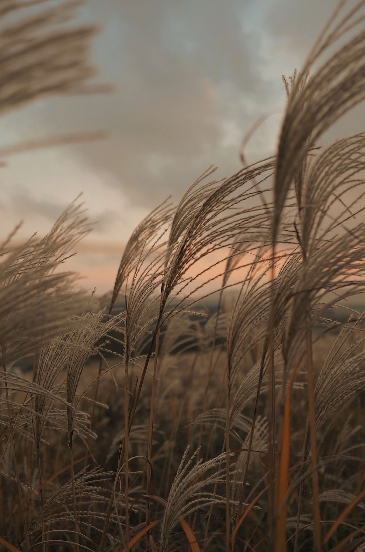Herbes hautes balayées par le vent au coucher du soleil